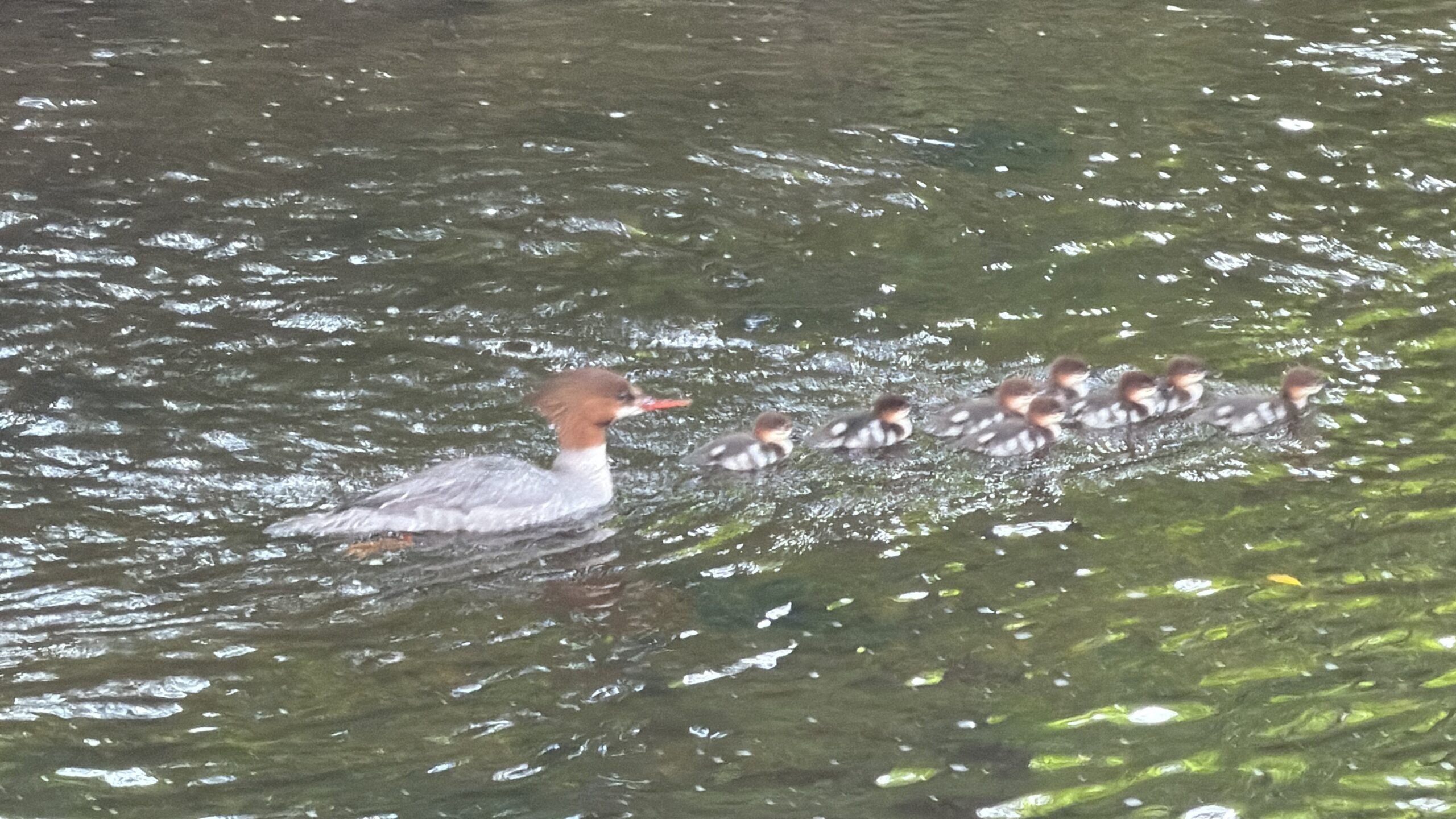 merganser duck and ducklins on the Pootatuck River